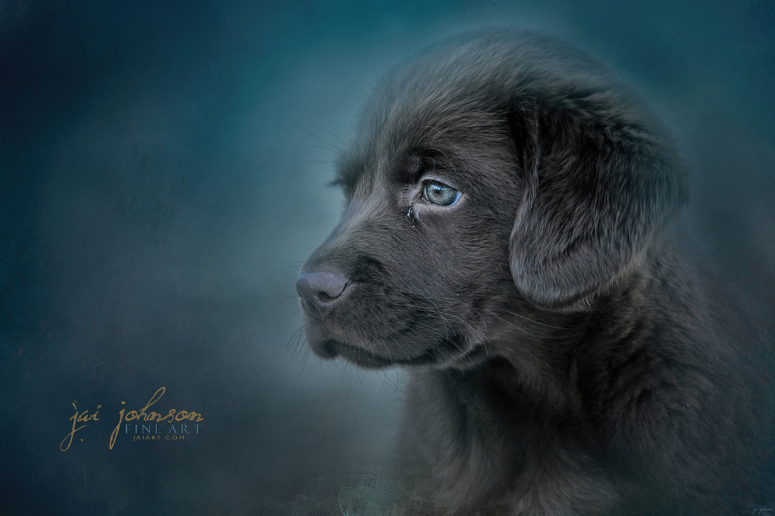 Blue Eyed Puppy - Chocolate Lab art