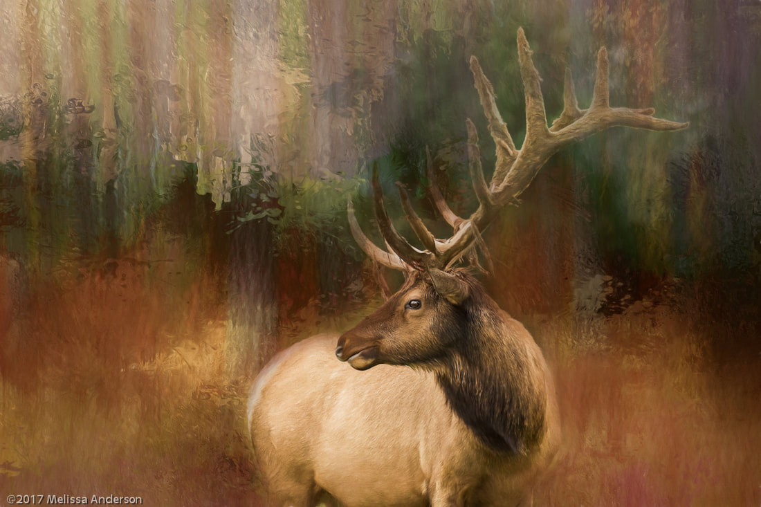 Elk photo transformed into art using textures