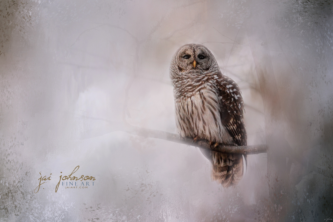 Winter Owl Art