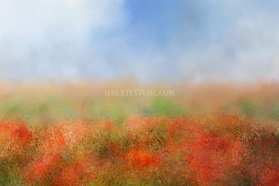 Poppy Field Texture/Background