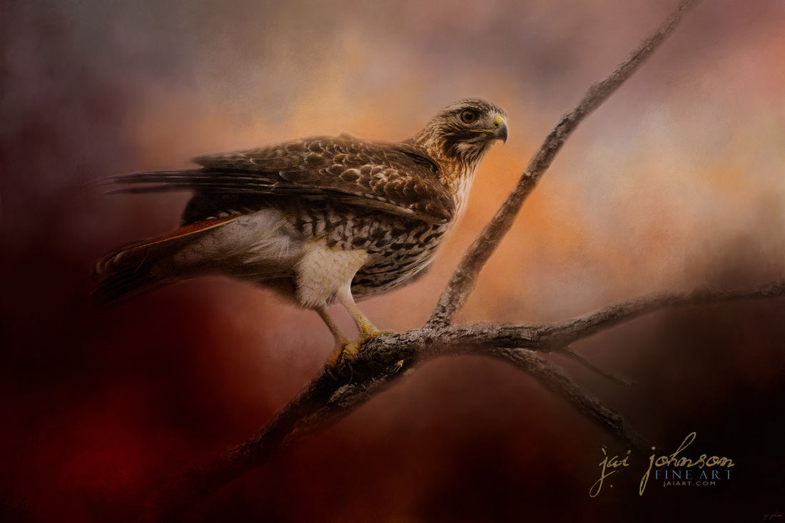 Red Tail Over The Road - hawk wildlife art