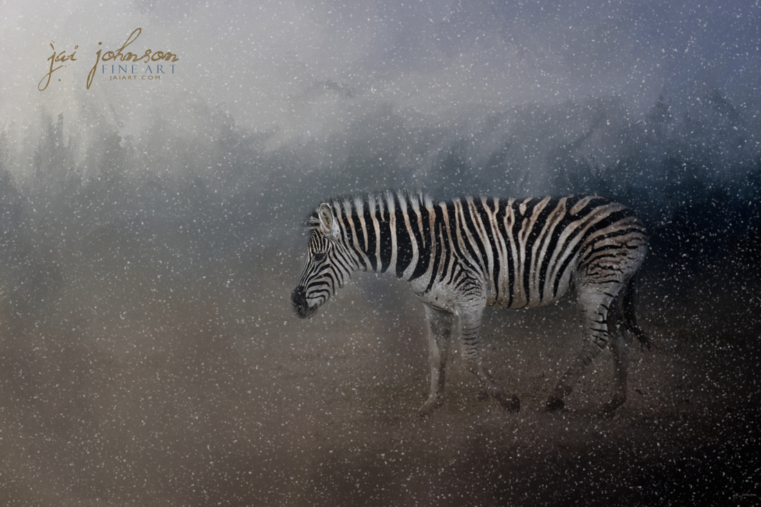 Zebra In A Snow Storm