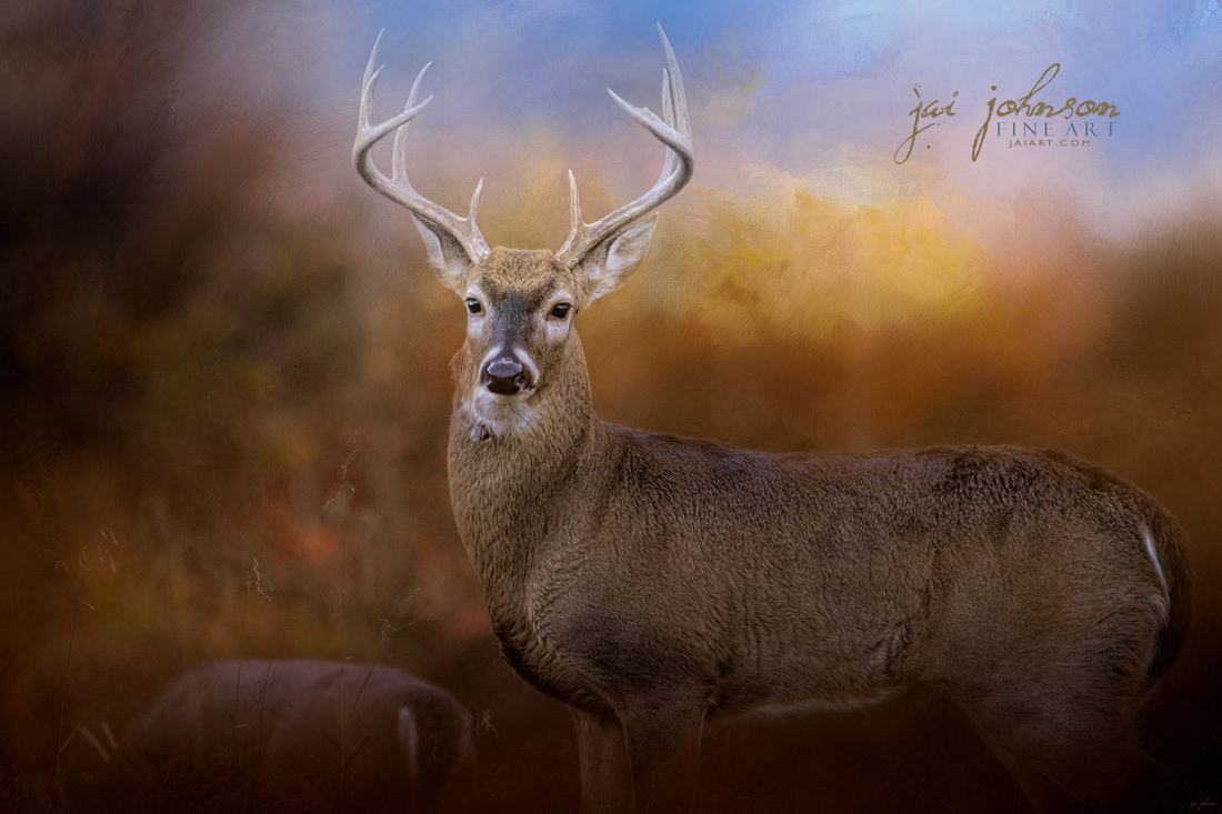 Let The Season Begin - White Tailed Deer Art