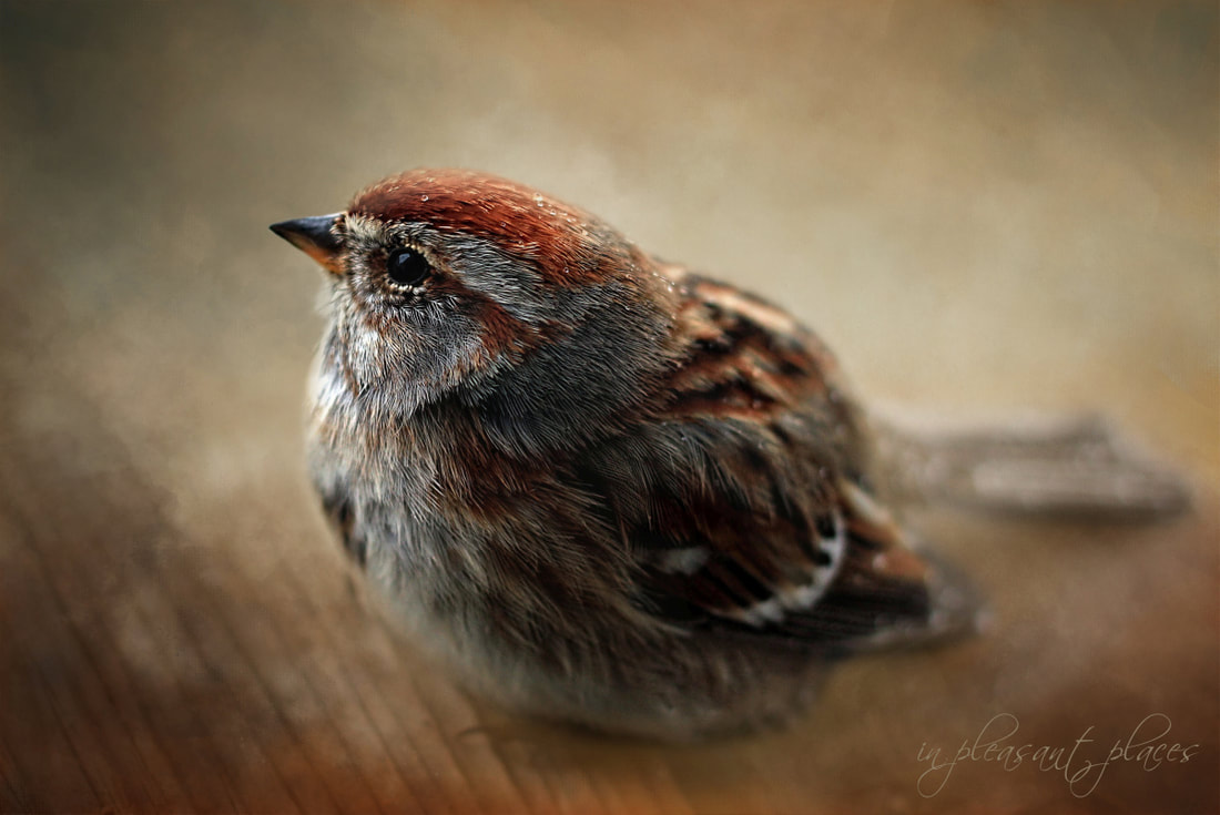 Bird art using the Daily Textures by Joanna Kovalcsik