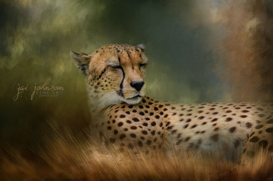 Napping In The Brush - cheetah art