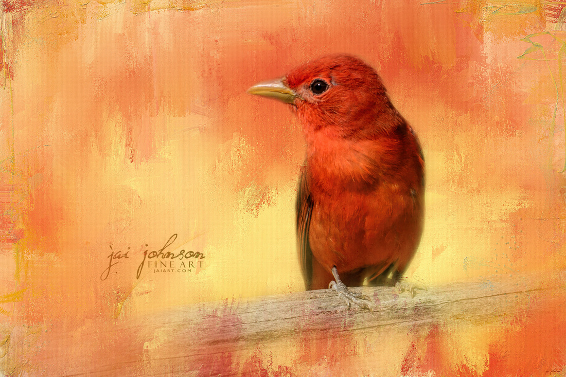 Summer Red - Bird Art