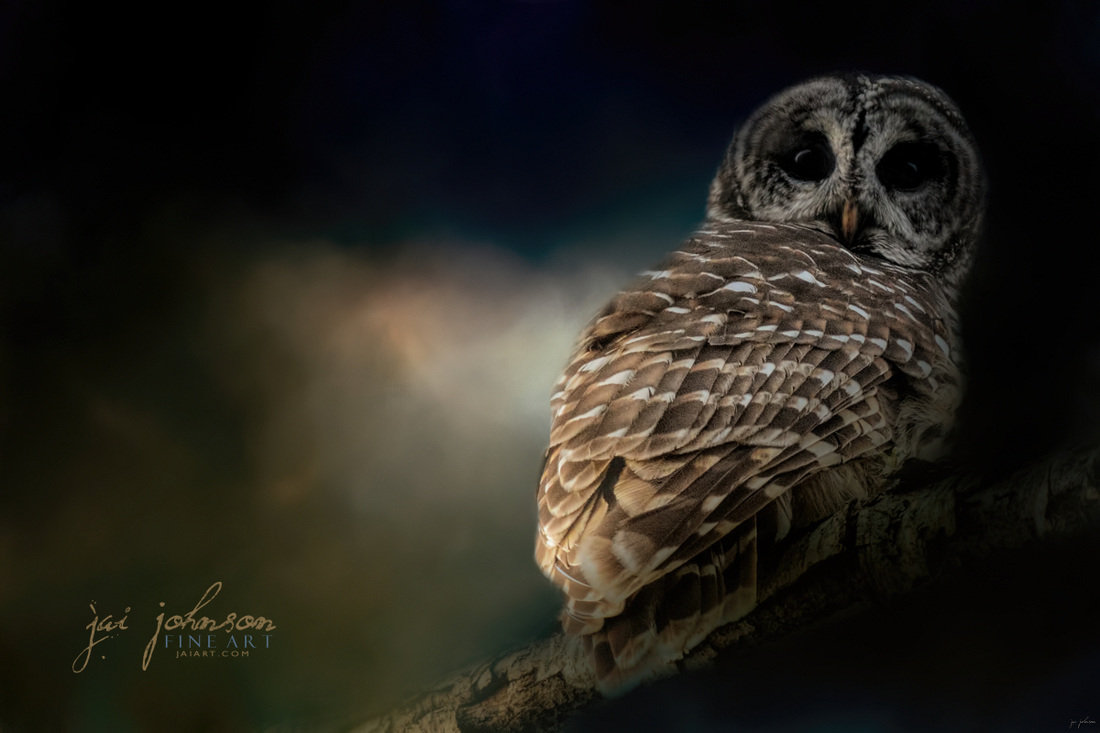 Barred Owl On A Winter Night - Owl Art