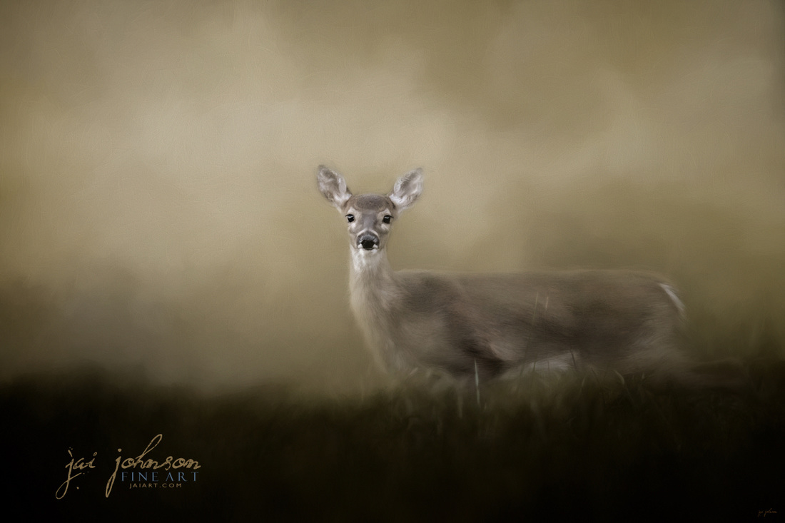 Young & Alert - White Tailed Deer Art