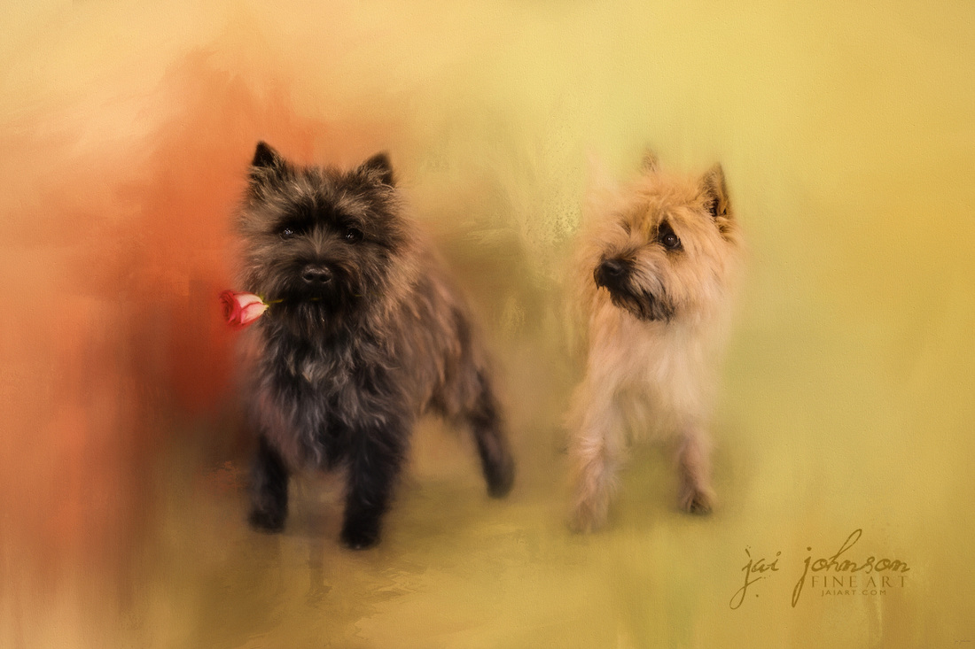 A Rose For My Love - Cairn Terrier Dog Art