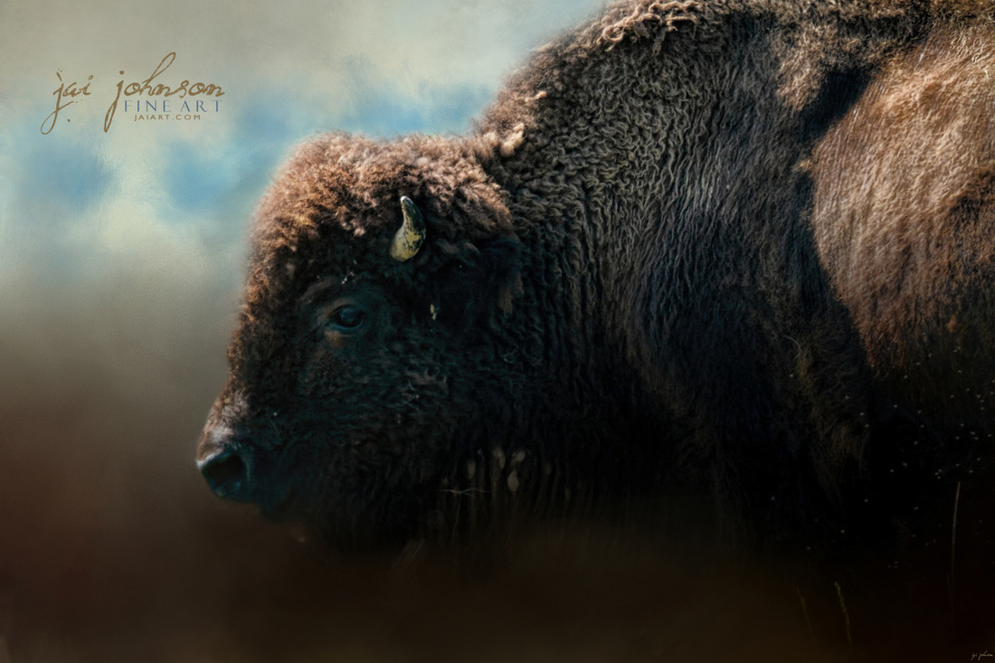 American Bison After The Storm - Buffalo Art