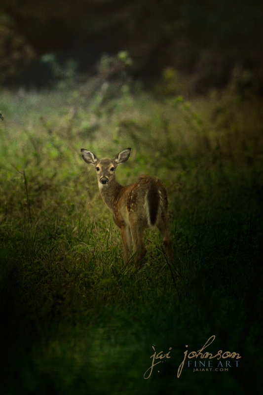 Fawn In The Field