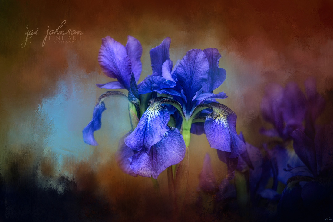 Blue Iris Blooms Flower Art