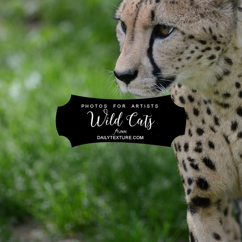 Wild Cats Stock Photo Collection for Artists