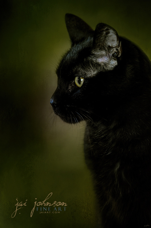 Plotting The Next Move - Black Cat Art