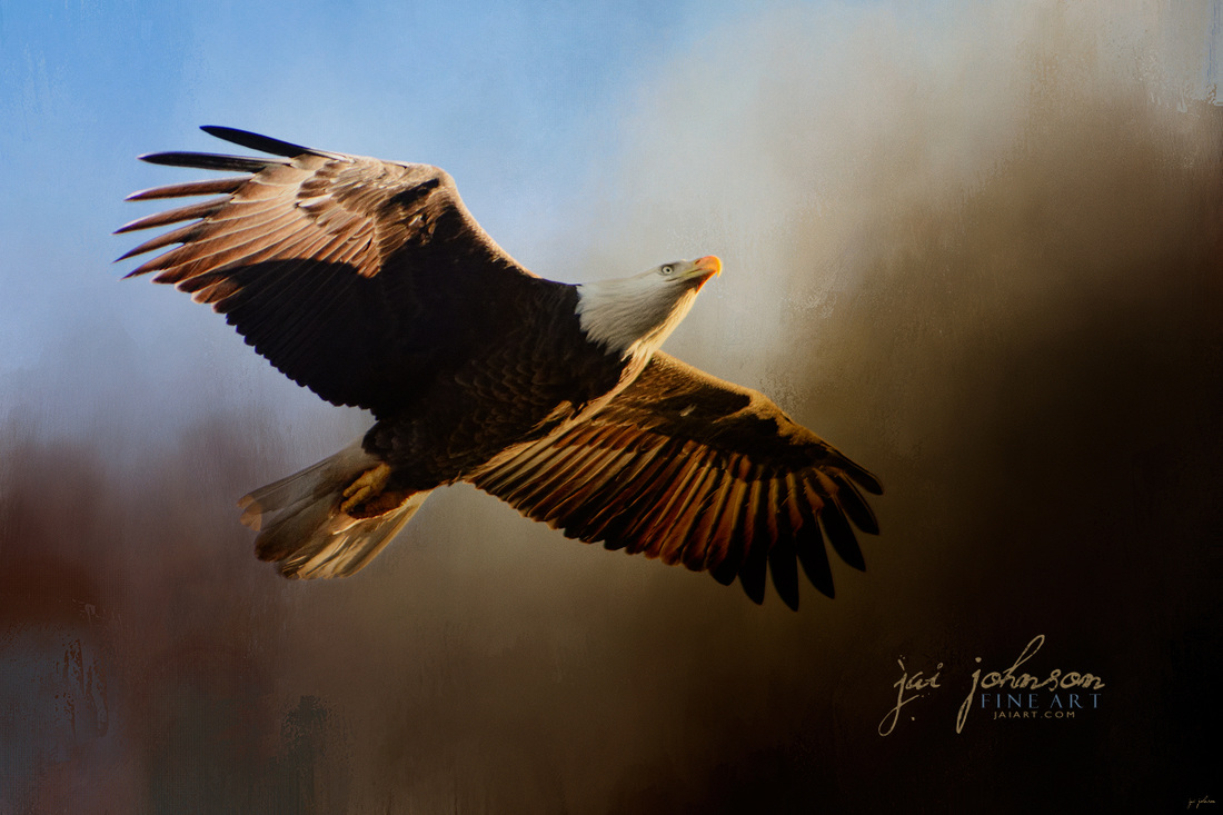 The Light - Bald Eagle Art