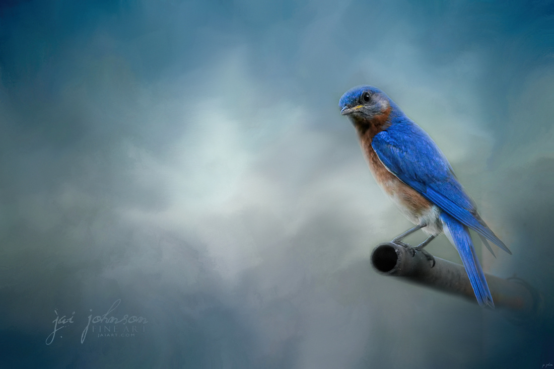 Bluebird On Patrol - Songbird Art
