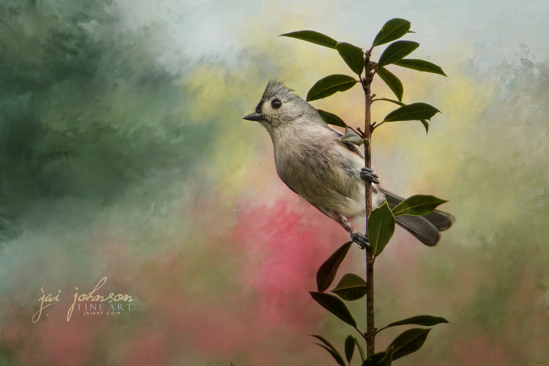 Greeting Spring - songbird art