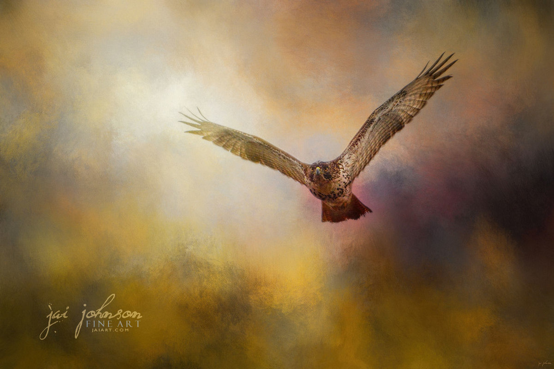 Arrival of the Redtail - wildlife art
