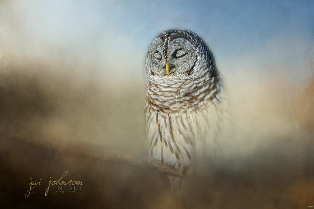 Daydreaming - Owl Art