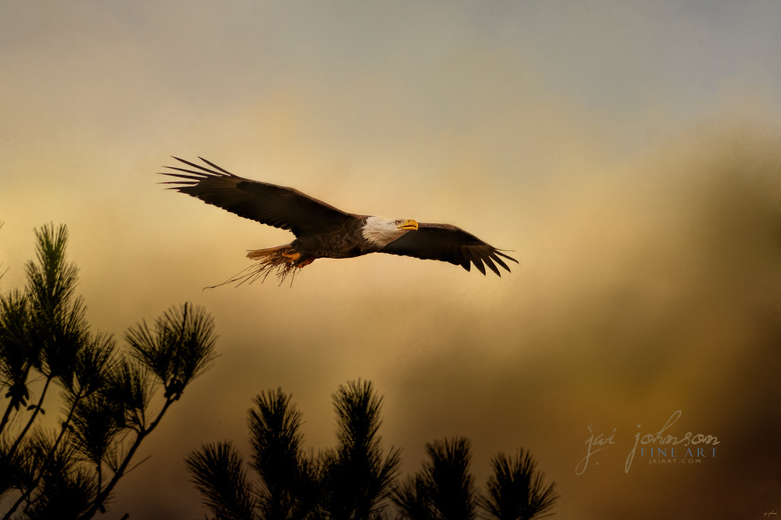 Straw Delivery - Bald Eagle Art