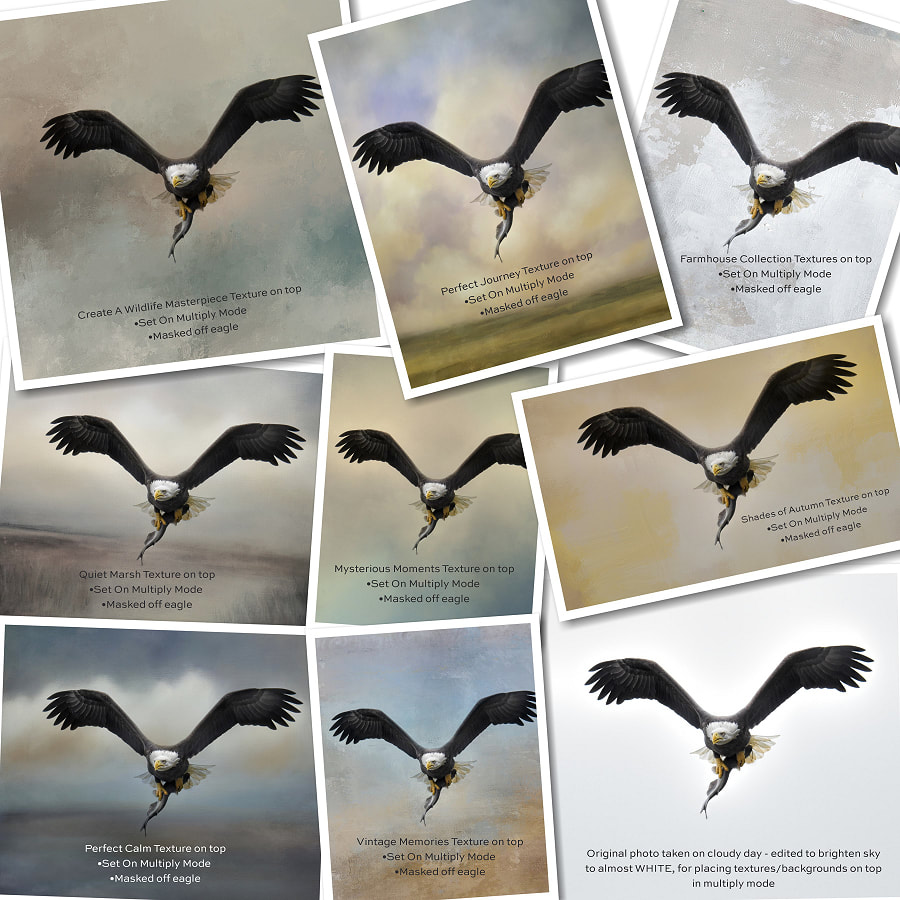 Bald Eagle Art With Multiple textures and backgrounds